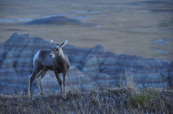 Pequeno veado no Badlands National Park, em South Dakota, nos Estados Unidos
